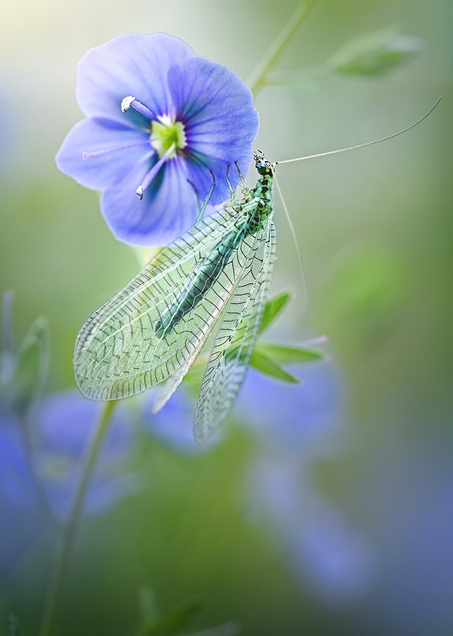 Утро златоглазки