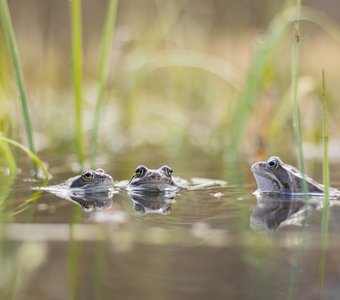 Третий лишний. Или нет?