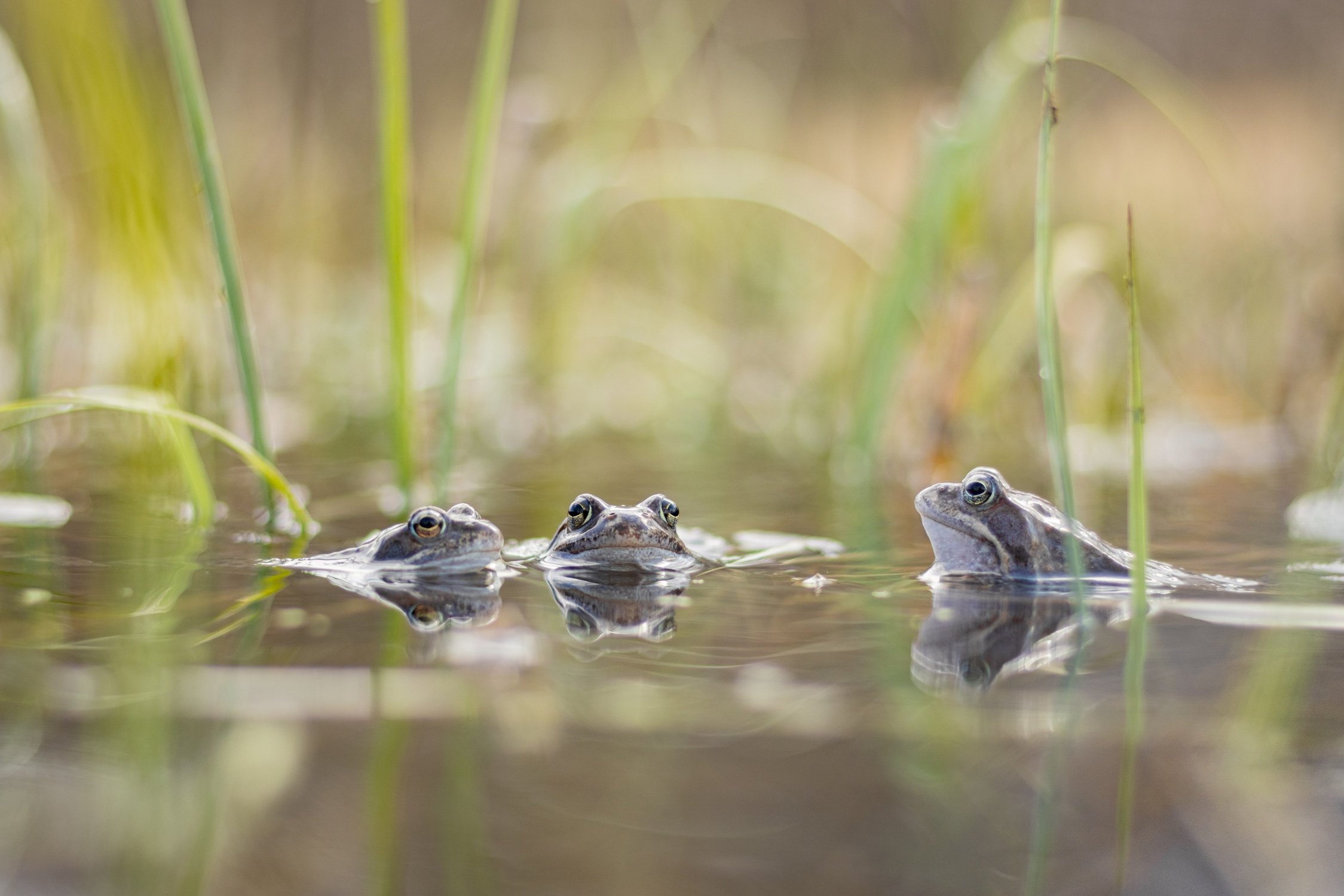 Третий лишний. Или нет?