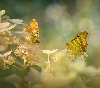 Лето для двоих