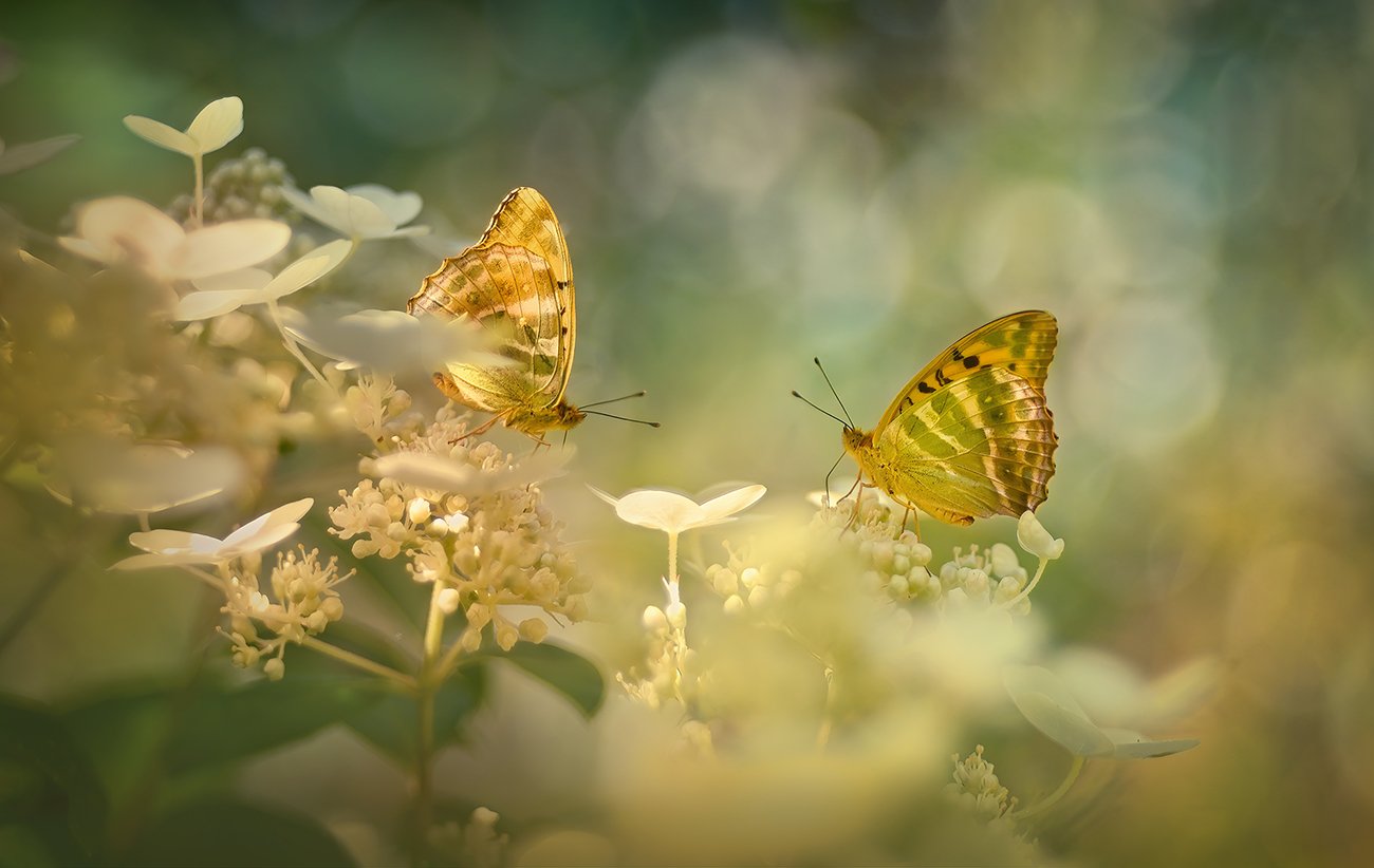 Лето для двоих