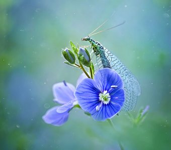 Прозрачное утро