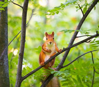 Белочка на рябине