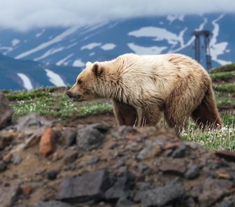 Хозяин Камчатки