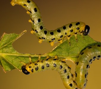 Пилильщик Берёзовый Северный