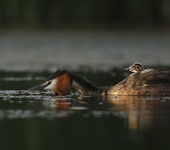 Мой адмирал