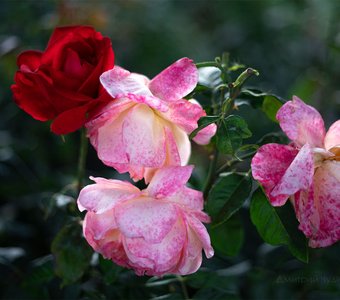 Красная роза