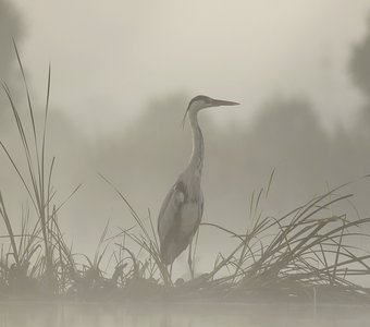 Серая на сером