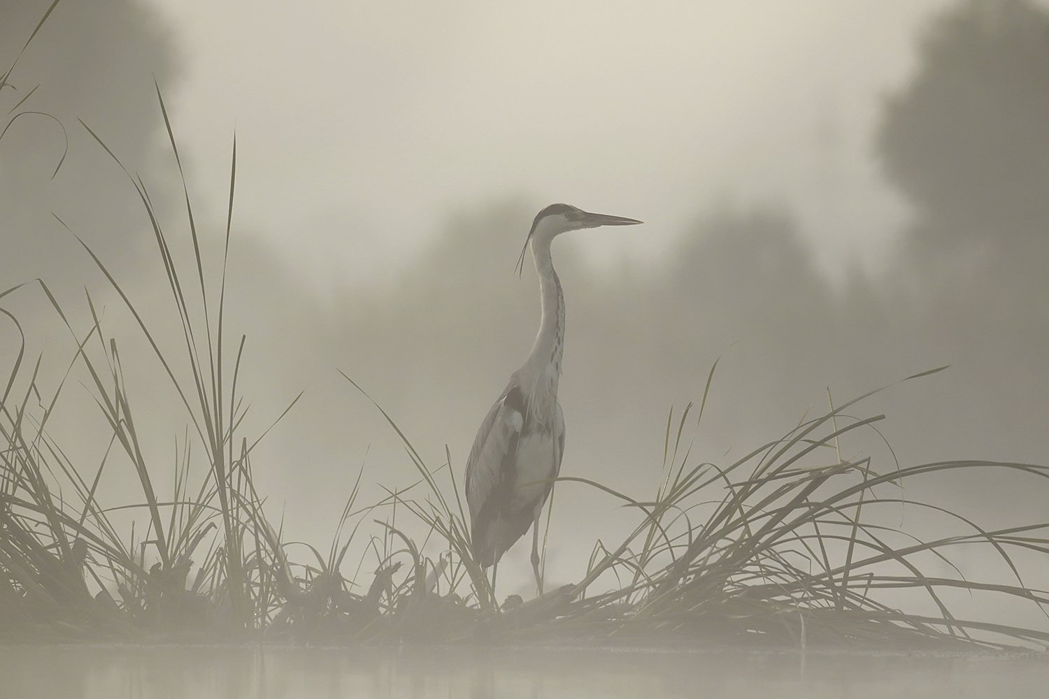 Серая на сером