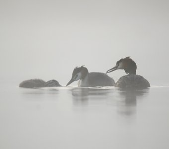 Завтрак в тумане