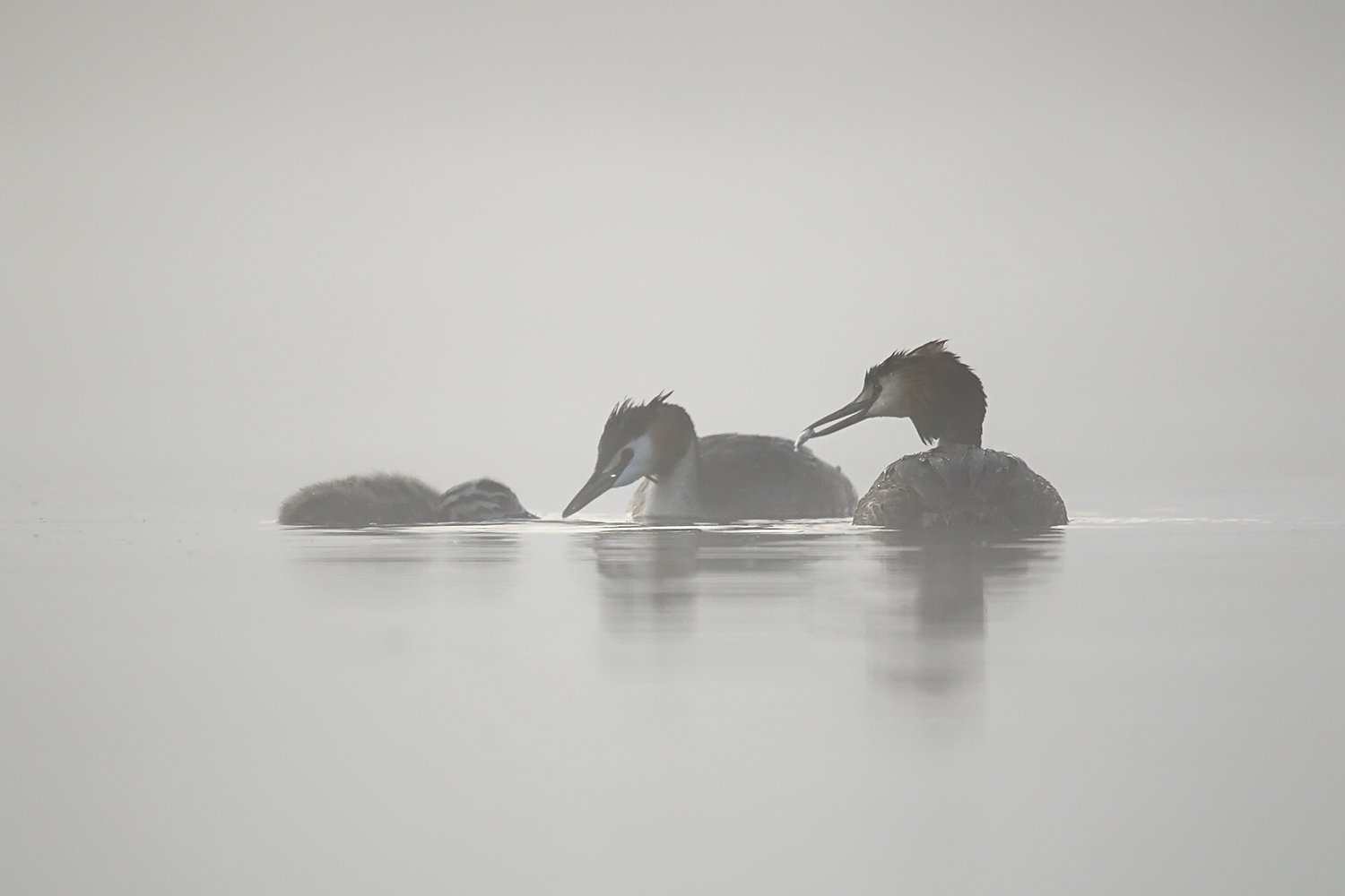 Завтрак в тумане