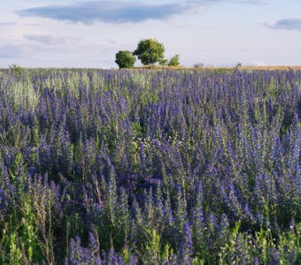 Полевые цветы
