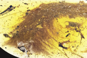 В янтаре нашли хвост динозавра возрастом 99 млн лет