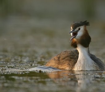 портрет чомги