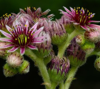 Молодильный букет