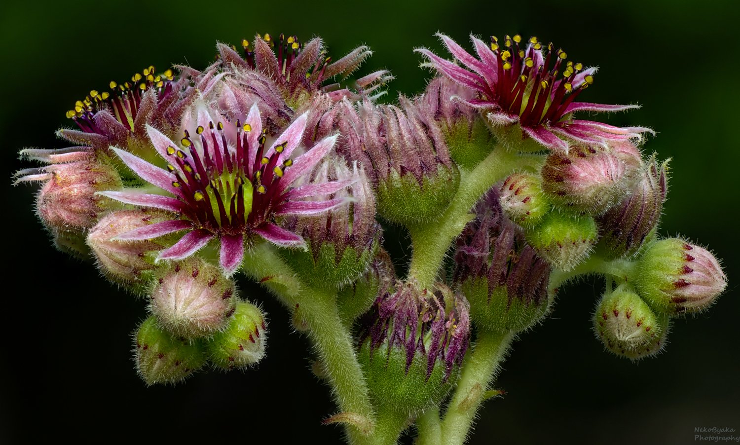 Молодильный букет