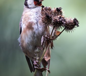 Черноголовый щегол (Carduelis carduelis)
