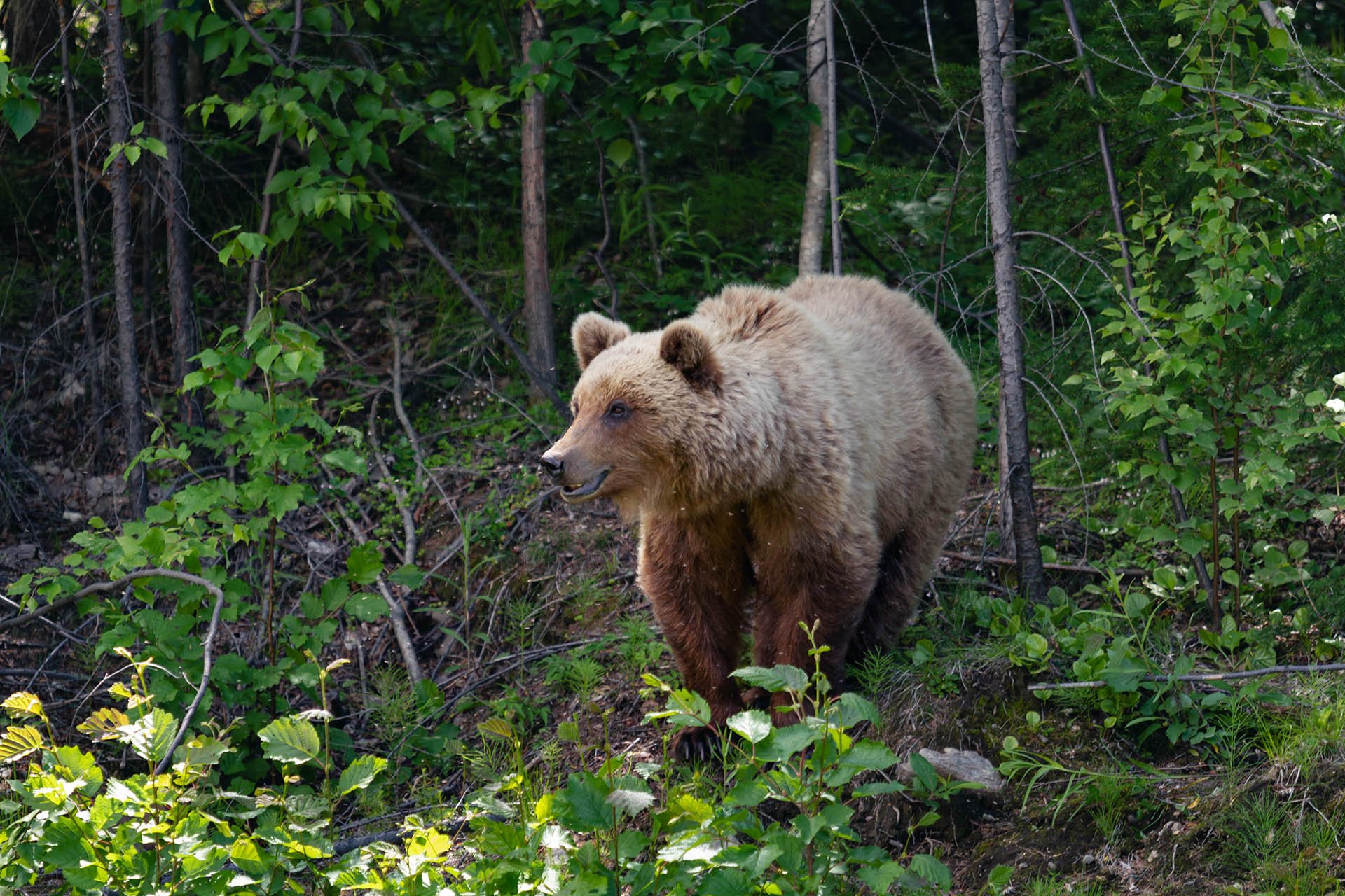 Маша! Это ты?
