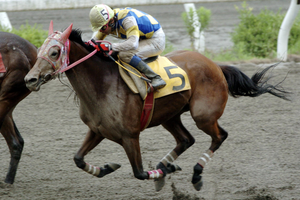 В Японии умерла знаменитая лошадь-неудачница