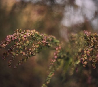 Осенние текстуры