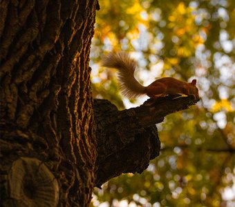 Осенняя белочка