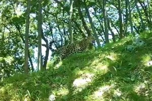 История спасения леопарда получила счастливое продолжение