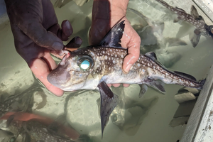 Зубы на лбу рыб-химер оказались инструментом для секса