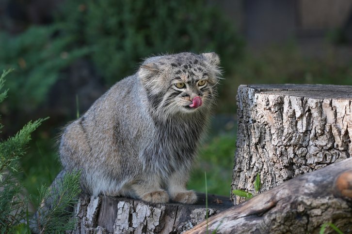 Фото: Пресс-служба Московского зоопарка