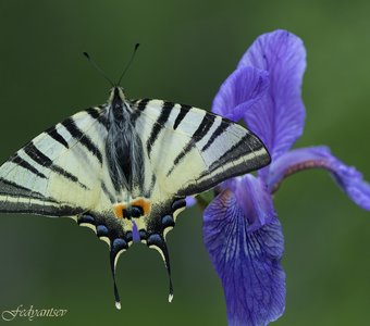 Подалирий и Касатик