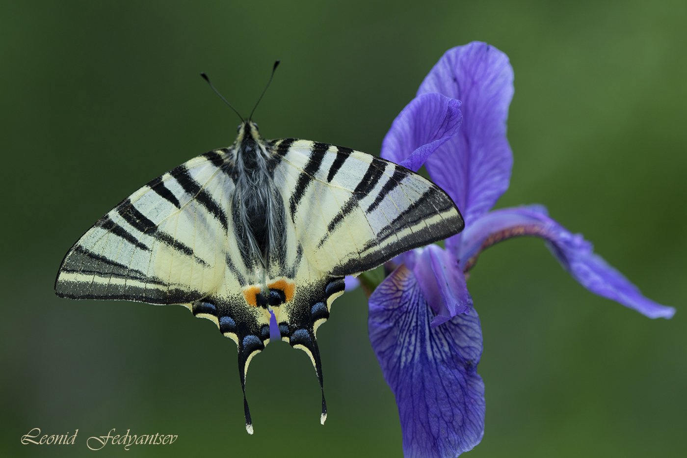 Подалирий и Касатик