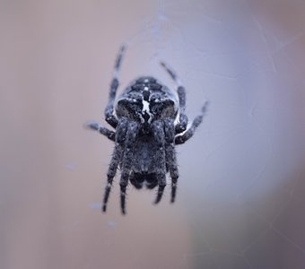 Рыцарь с крестом