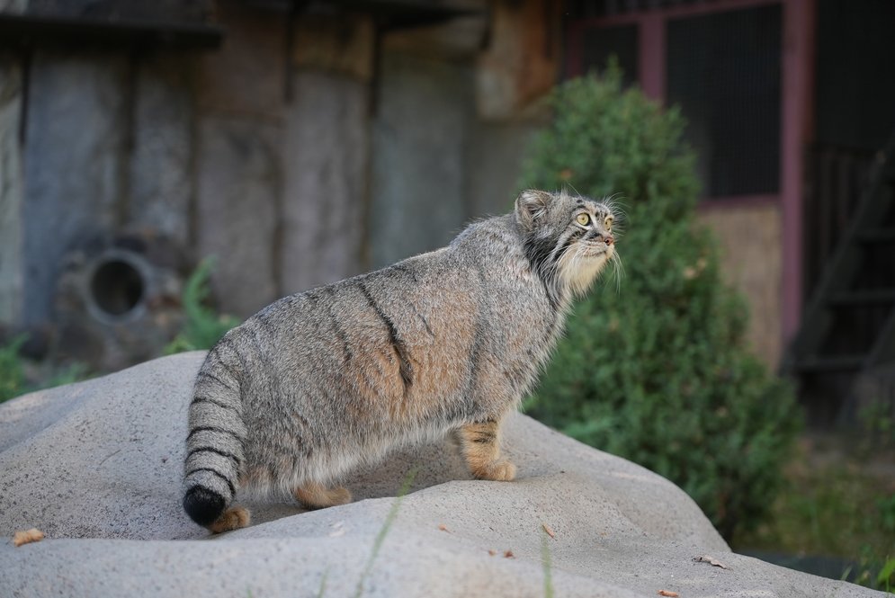 Манул Тимофей приступил к зажировке