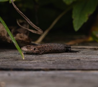 Доктор Коннорс?