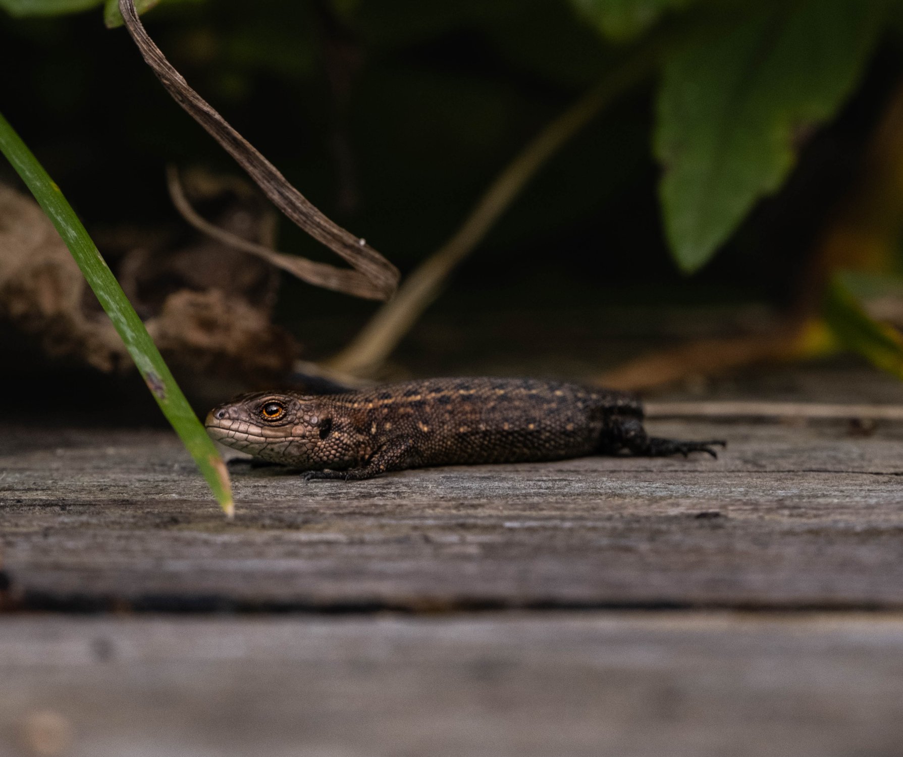 Доктор Коннорс?