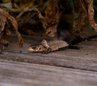 Новая коллекция — осень/змея