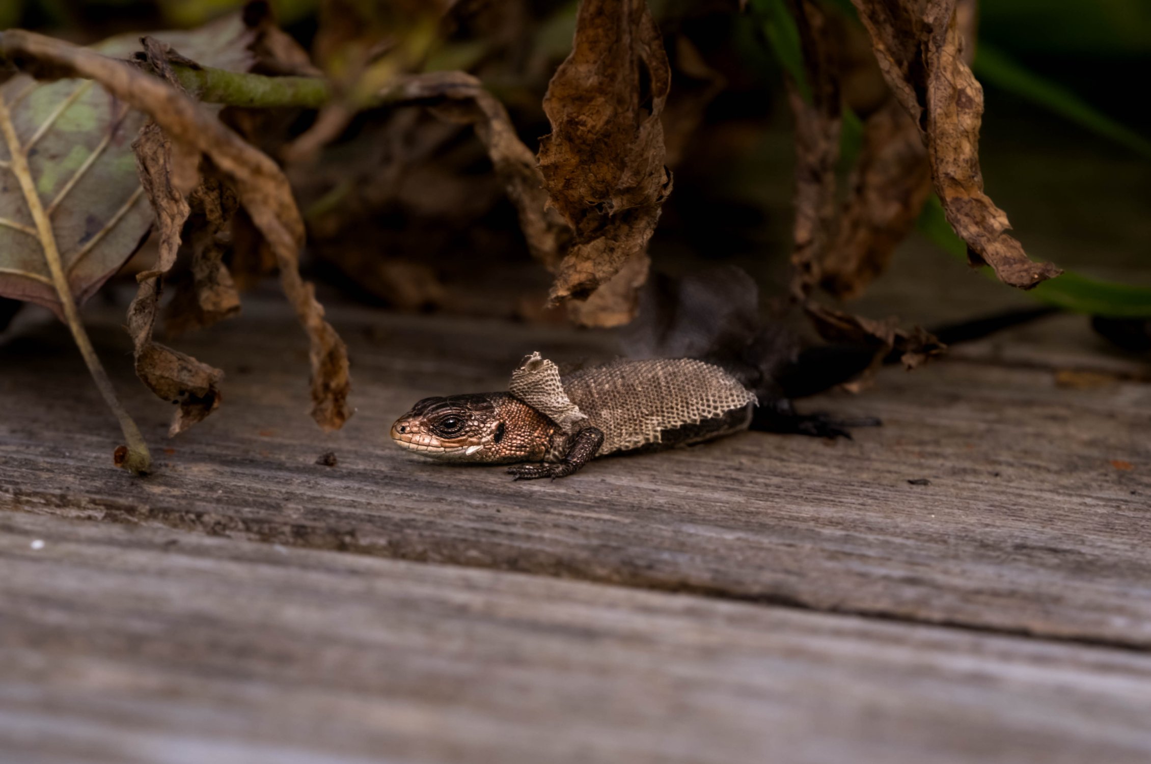Новая коллекция — осень/змея