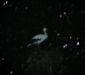 Последняя ночь перед отлётом