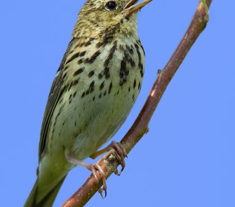 Поющий Луговой конёк