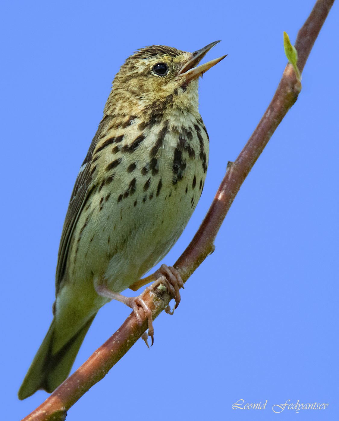 Поющий Луговой конёк