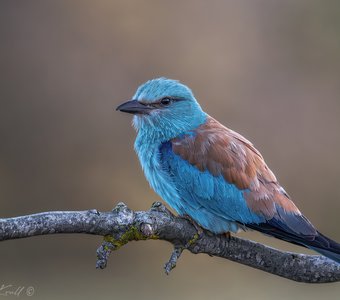 Ранняя птаха