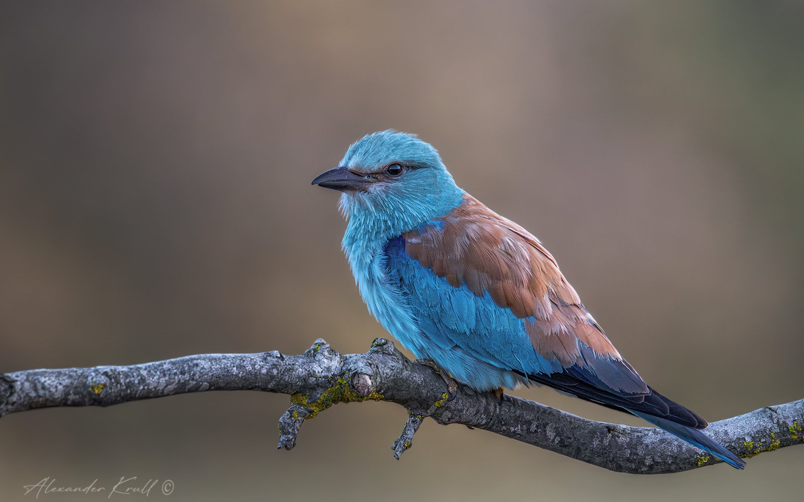 Ранняя птаха