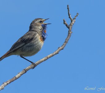 Статический баланс Варакушки