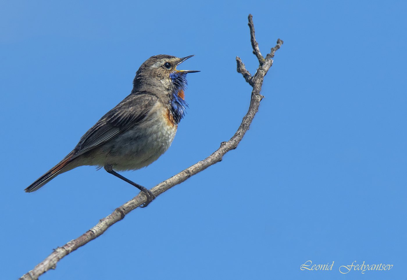 Статический баланс Варакушки