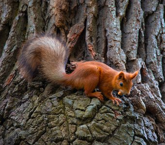 С сигарой😎🐿
