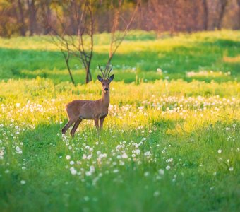 В одуванчиках