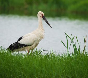 Портрет Дальневосточного аиста