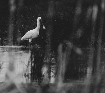 Чёрно-белая открытка с Дальнего Востока