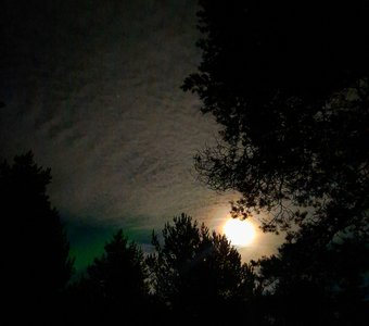 Луна над лесом