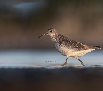 Черныш на закате.