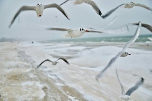 Количество птиц в стае можно посчитать по крикам